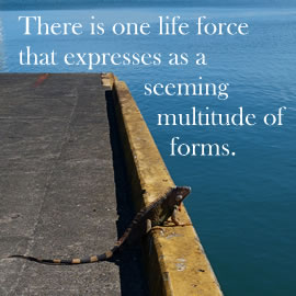 There is one life force that expresses as a seeming multitude of forms.