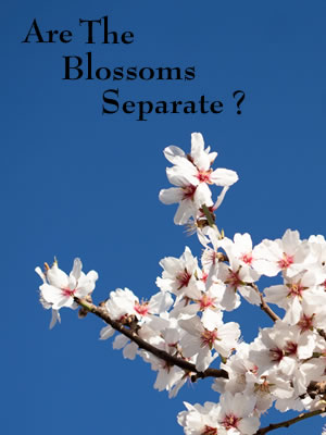Are The Blossoms Separate